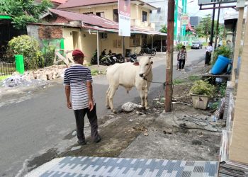 Biaya Hewan qurban Sapi Idul Adha di Sulut Mencapai Rp 68.219.000.000