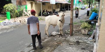 Biaya Hewan qurban Sapi Idul Adha di Sulut Mencapai Rp 68.219.000.000