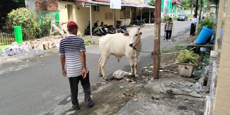 Biaya Hewan qurban Sapi Idul Adha di Sulut Mencapai Rp 68.219.000.000